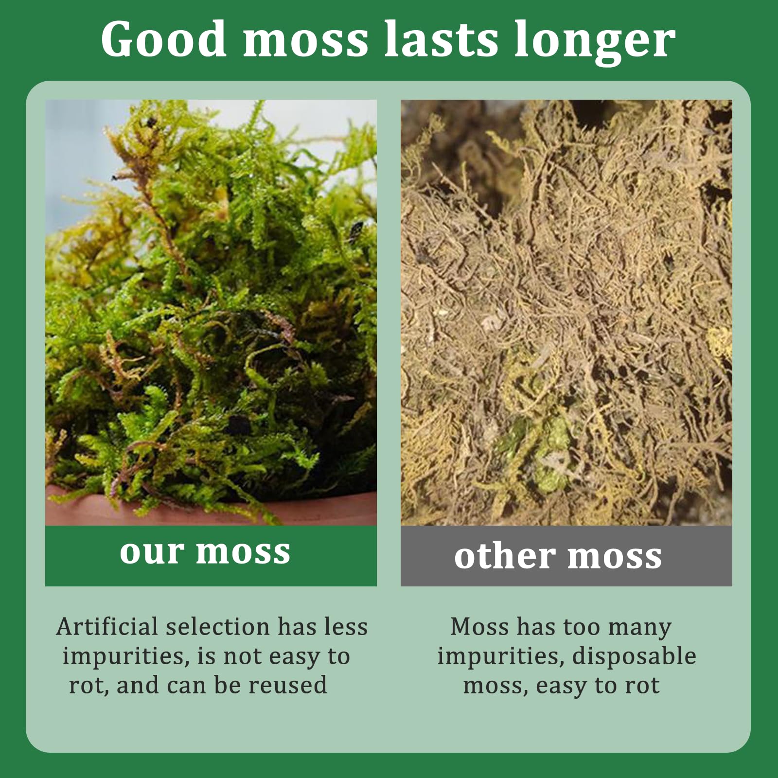 CONNECTION Sphagnum Mech dla Roślin 200g Naturalny Mech Torfowy Naturalny Sphagnum Mech dla Gadów Mech do Rękodzieła na Terrarium, Klatki dla Gadów, Gazony, Ogród, Rośliny Pokojowe, Dekoracja