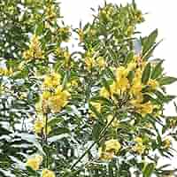月桂樹さん専用 月桂樹の苗木 黄金月桂樹 【花木苗 3.5号】｜ 【植物の