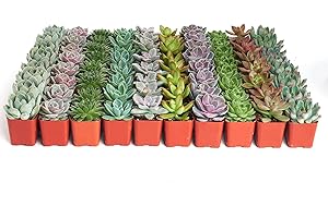 Shop Succulents Rosette Succulent Plant Pack Bulk Collection