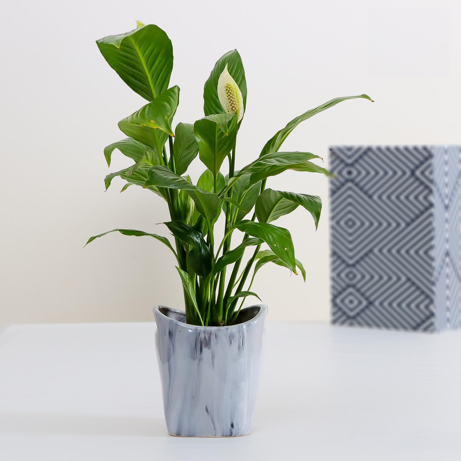 Flora D'lite Peace Lily Live Plant in Plant Pots, Grey Ceramic Pot, Ideal Indoor Plant for Living Room Home Décor and Office Desk, Flower Plant