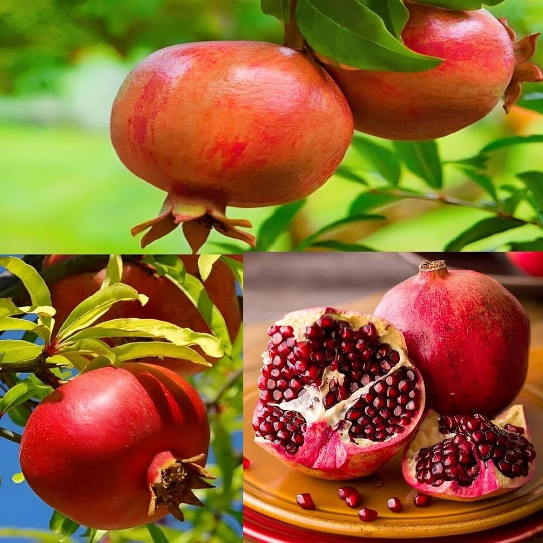 SANJU Pomegranate Anar Ganesh Fruit(Dwarf Grafted) Live Plants & Tree Outdoor Living. (B0CM97KSVM) Amazon Price History, Amazon Price Tracker