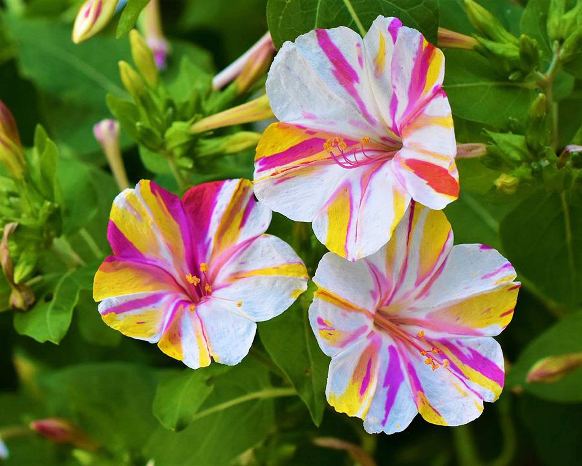 Amazon.com : UtopiaSeeds Broken Colors Four O'Clock Seeds