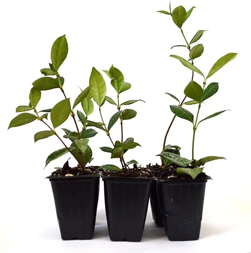 9GreenBox - Jazmín estrella - Paquete de 6 unidades