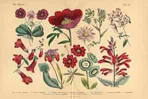BOTANICAL ART 【import品】 71VKivy8YRL._AC_SY200_QL15_.jpg