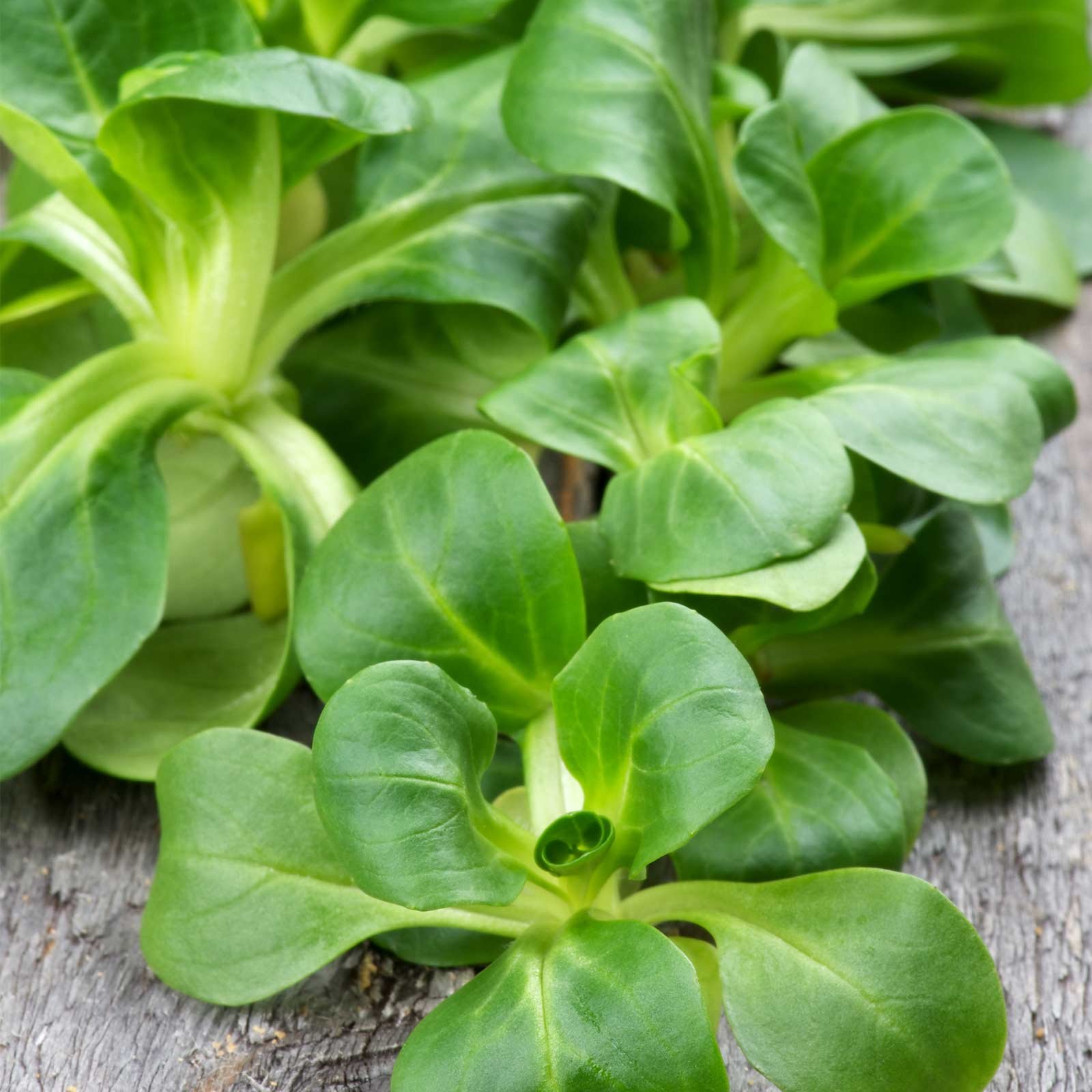 Dutch Broad Leaved Corn Salad Mache Seeds