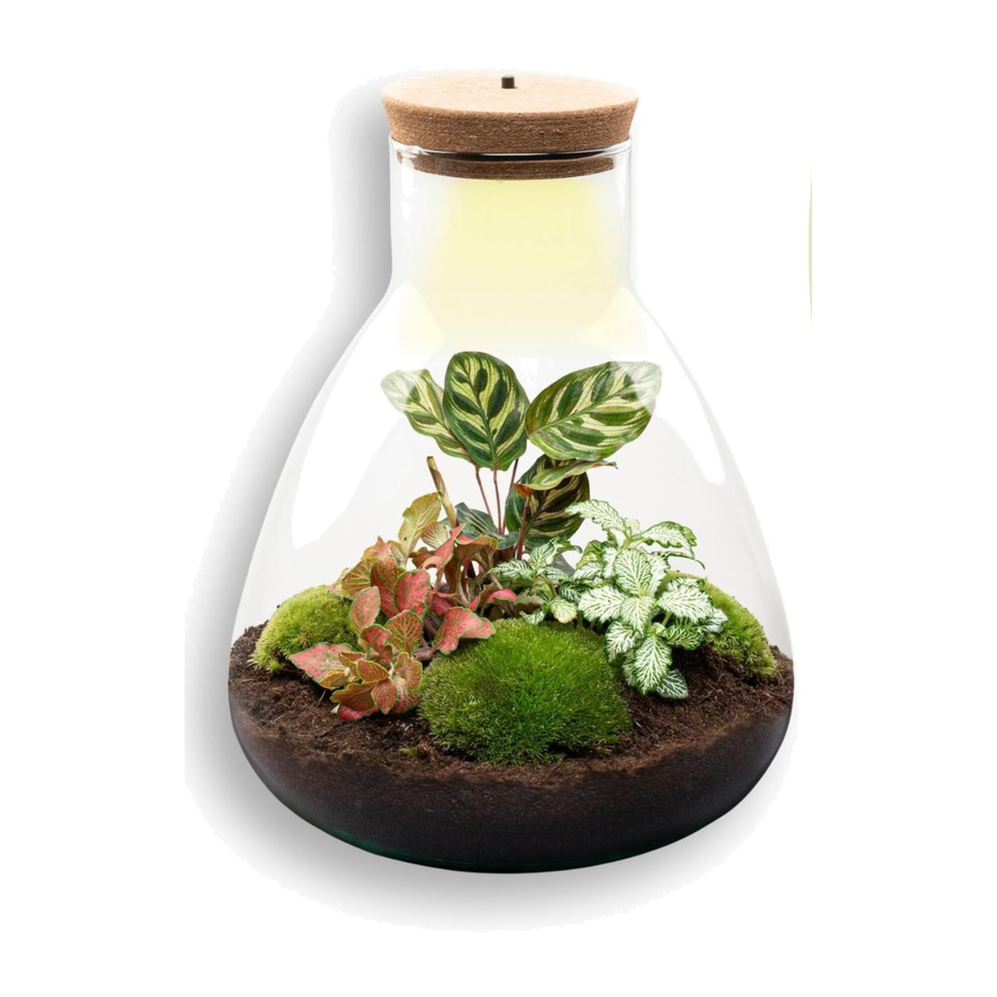 DIY Terrarium mit Kork und LED, Flaschengarten für Büro, Ø 24.5 x 30 cm