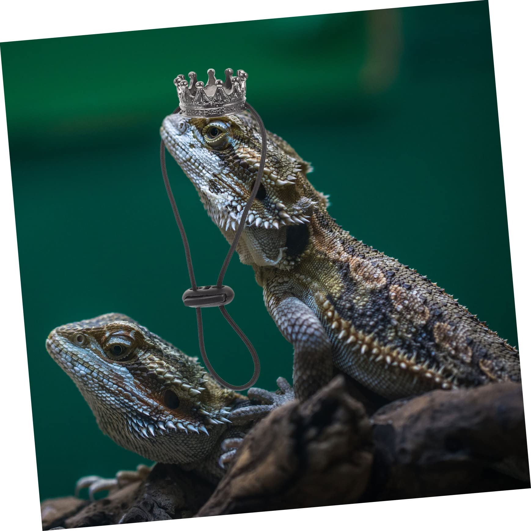 INOOMP 5sets Costumi Per Lizard Cosplay Corone e Collana Per Halloween Decorazioni Per Piccole Creature Accessori Per Rettili e Festive