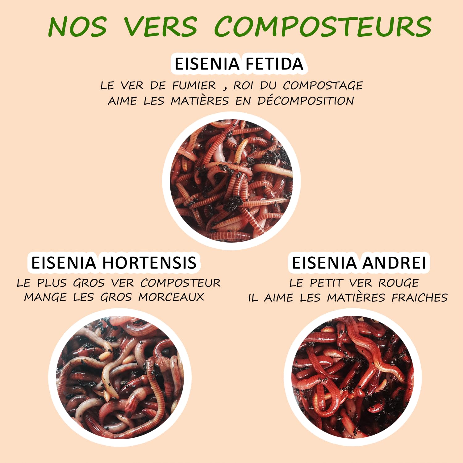 Gusanos de Compost 250 Gramos. lombrices de Tierra vivas Eisenia para compostaje. Los Gusanos para compostar Tus biodechet en Un mircompostador o en El compostador de Tu Jardín.