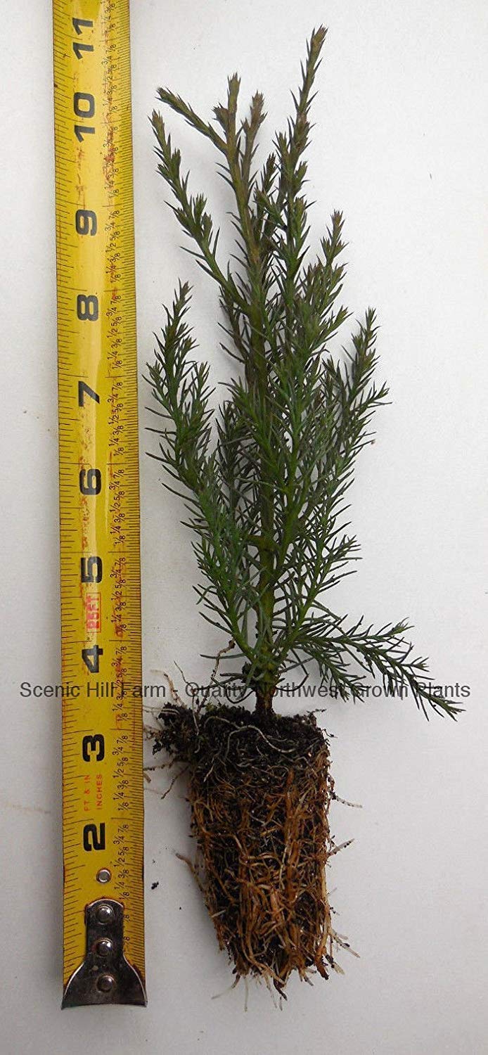 Germinazione I Semi-10 Árbol de secuoya gigante - Secuoya de California - Vaso - 5-8 pulgadas Semenzale Alto: Semillas
