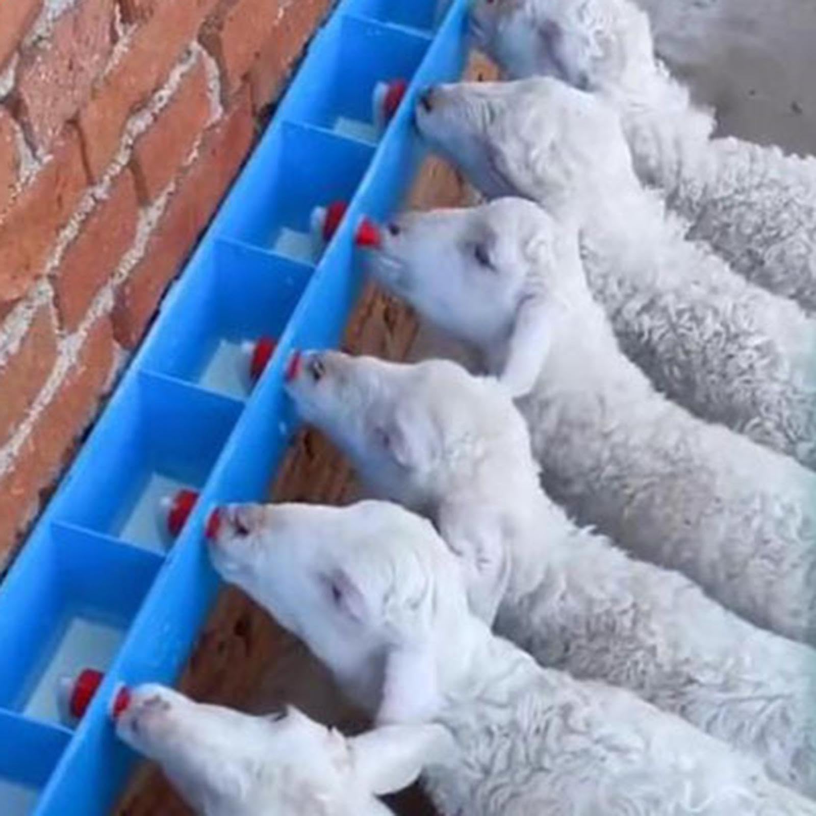 Biberon per Cuccioli, biberon per agnelli, per nutrire più Animali con plastica Resistente, Forniture per l'alimentazione degli agnelli, Bottiglie riutilizzabili