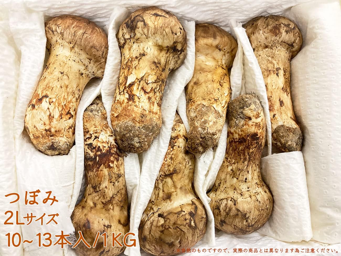 フレッシュ松茸 生松茸 中つぼみ(半開き) 約500g 天然フレッシュ