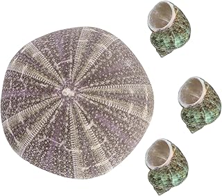 POPETPOP 4 Pçs Artesanato Adorno De Tanque Caracóis Urchin Soco Conchas Náuticas Decoração Para Casamento Titular Cone Peixe Praia Casa E Enchimento Artesanato Paisagismo Natural