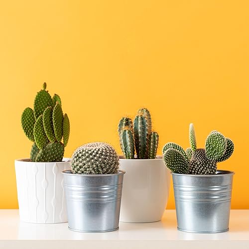 Miniatura 4 de Mountain Crest Gardens Paquete a granel de cactus  25 plantas vivas, 5 de cada variedad, enraizadas en macetas de 2 pulgadas, cactus reales para