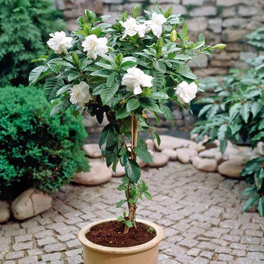 gardenia - interior jardín primavera balcón colgantes, 20planta