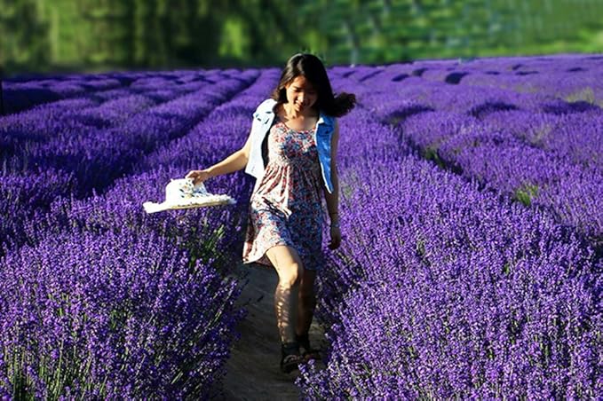 TooGet Capullos de Lavanda Ultra Blue Secos - 225g miniatura 2