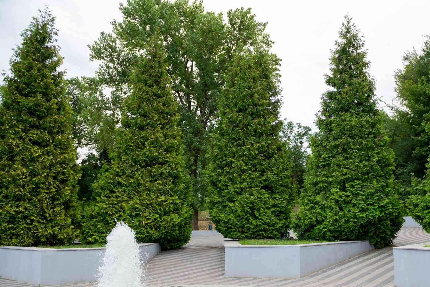 35+ SEEDS- Giant Thuja Tree Seeds For Home Garden - Low Maintenance Plant Seeds (B0D5BK4414) Amazon Price History, Amazon Price Tracker