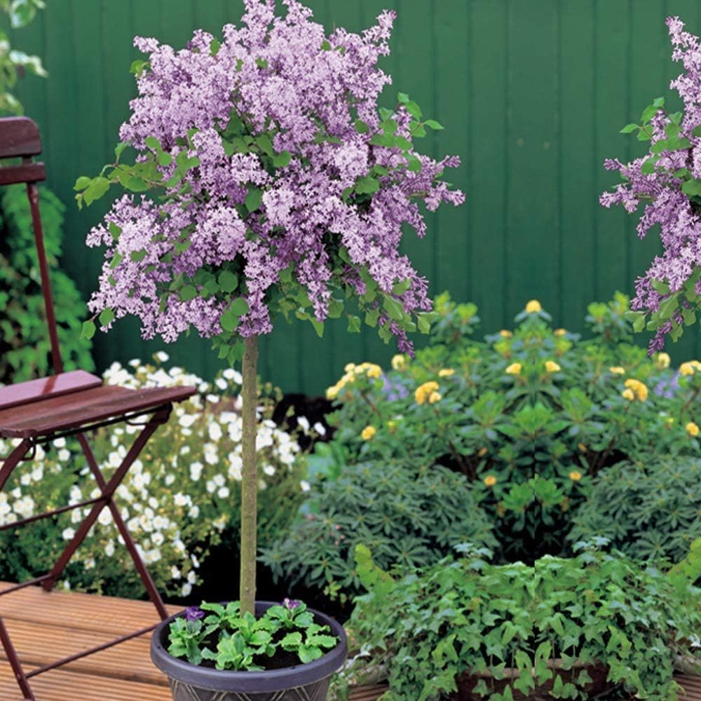 Lilac Dwarf Standard Tree Scented Purple Flowers Hardy Shrub Outdoor ...