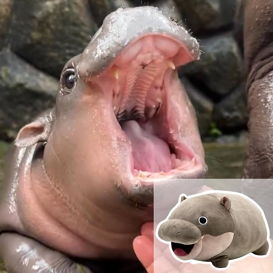 71VLXowv1PL._AC_UF894, 71VLXowv1PL._AC_UF894,