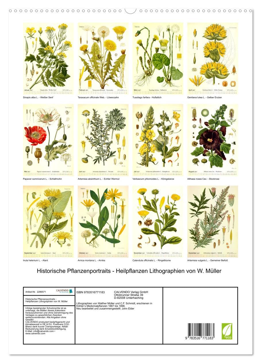 Historische Pflanzenportraits - Heilpflanzen Lithographien von W. Müller (hochwertiger Premium Wandkalender 2027 DIN A2 hoch), Kunstdruck in ... Detailtreue und Farbigkeit. (CALVENDO Natur)
