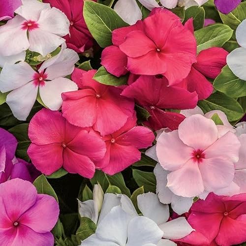 Miniatura 3 de Más de 150 semillas de vinca de bígaro, flores de jardín y plantas de cobertura del suelo, flor enana, flor perenne