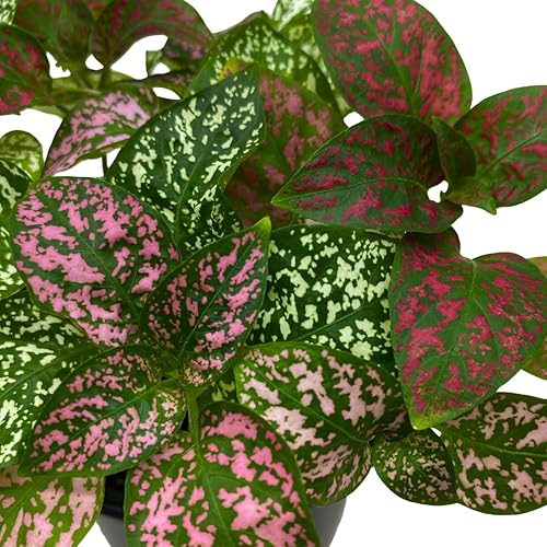 Miniatura 4 de BubbleBlooms Polka-dot-Planta en una maceta de 4 pulgadas, Hypoestes phyllostachya Tricolor Rojo Rosa y Blanco