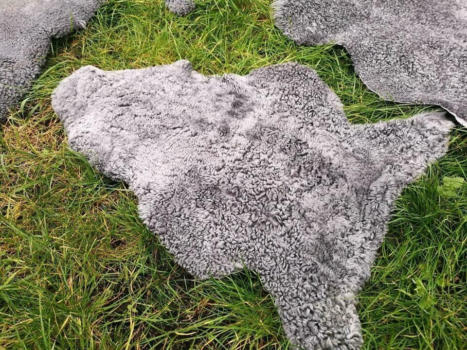 Echte kurz gelockte Gotland Schaffellen grau L - XXL (110-120 cm x 60-70 cm)