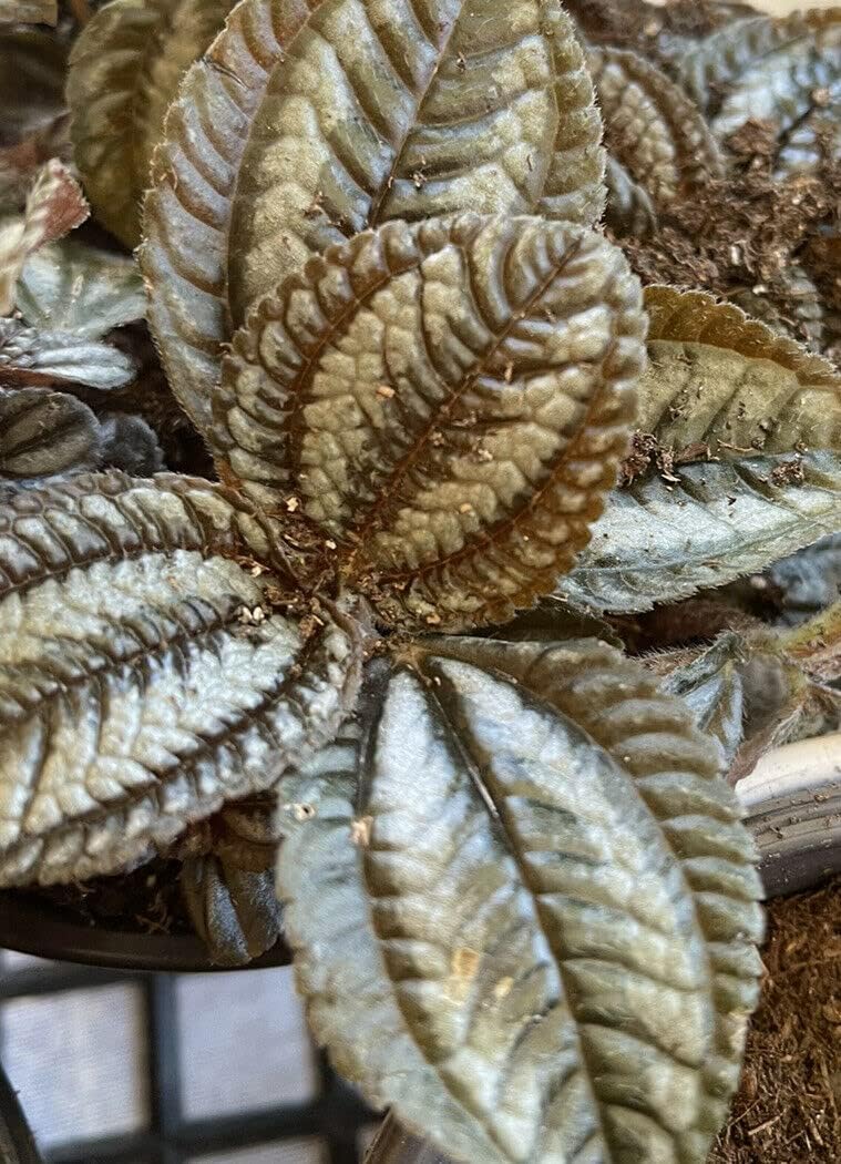 Pilea Involucrata Pan Am (1) 4" Terrarium Friendship