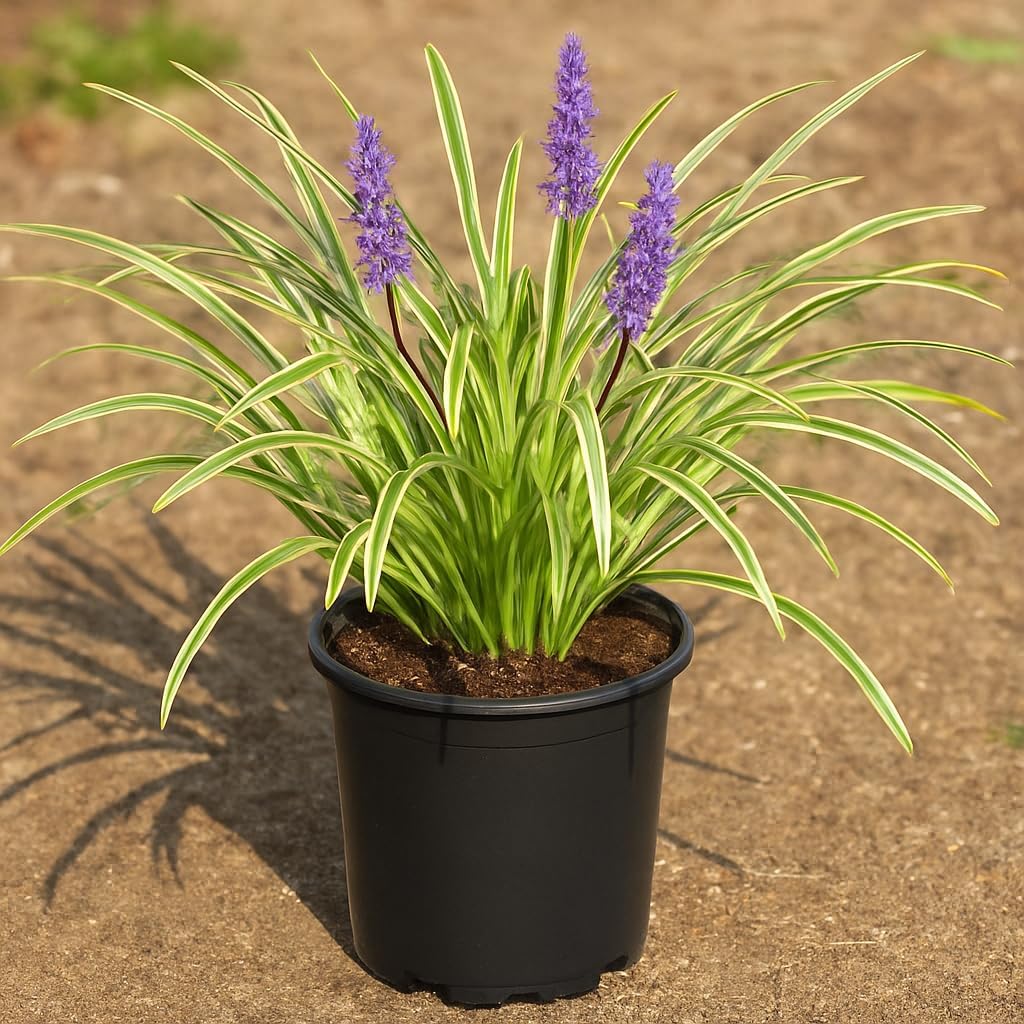 Perennial Farm Liriope M. 'Variegata' (Variegated Lilyturf) – Ornamental Grass in #1 Container, Lilac-Purple Flower Spikes, Variegated Green & Cream Foliage, Shade Tolerant, Great for Borders & Edging