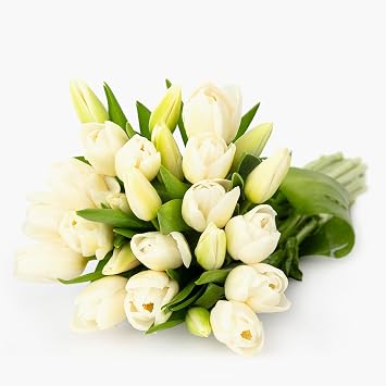 BloomsyBox: Pure White Tulips, 25 Stunning Stems, Bright Tulip, Farm Fresh Flowers | Care Card & Flower Food Included | Perfect for Weddings, Anniversary, Birthday. Decoration.