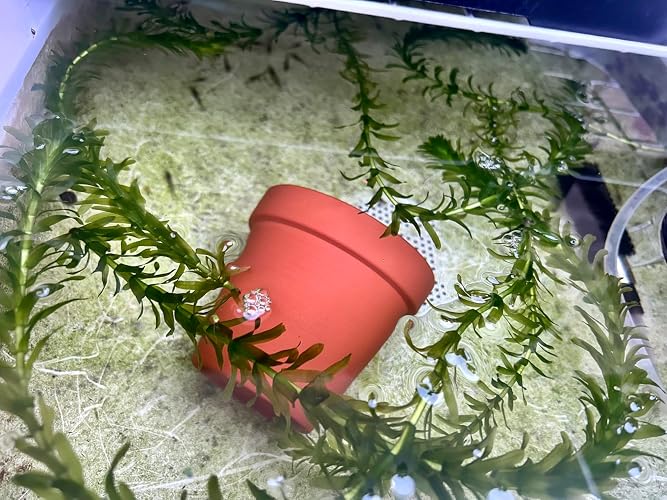 Amazon.co.jp: [水草] 国産 アナカリス30本 国産 無農薬 オオカナダモ