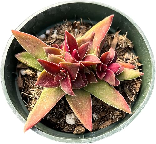 Cactus vivo y plantas suculentas (4" maceta Crassula 'Red Pagoda')