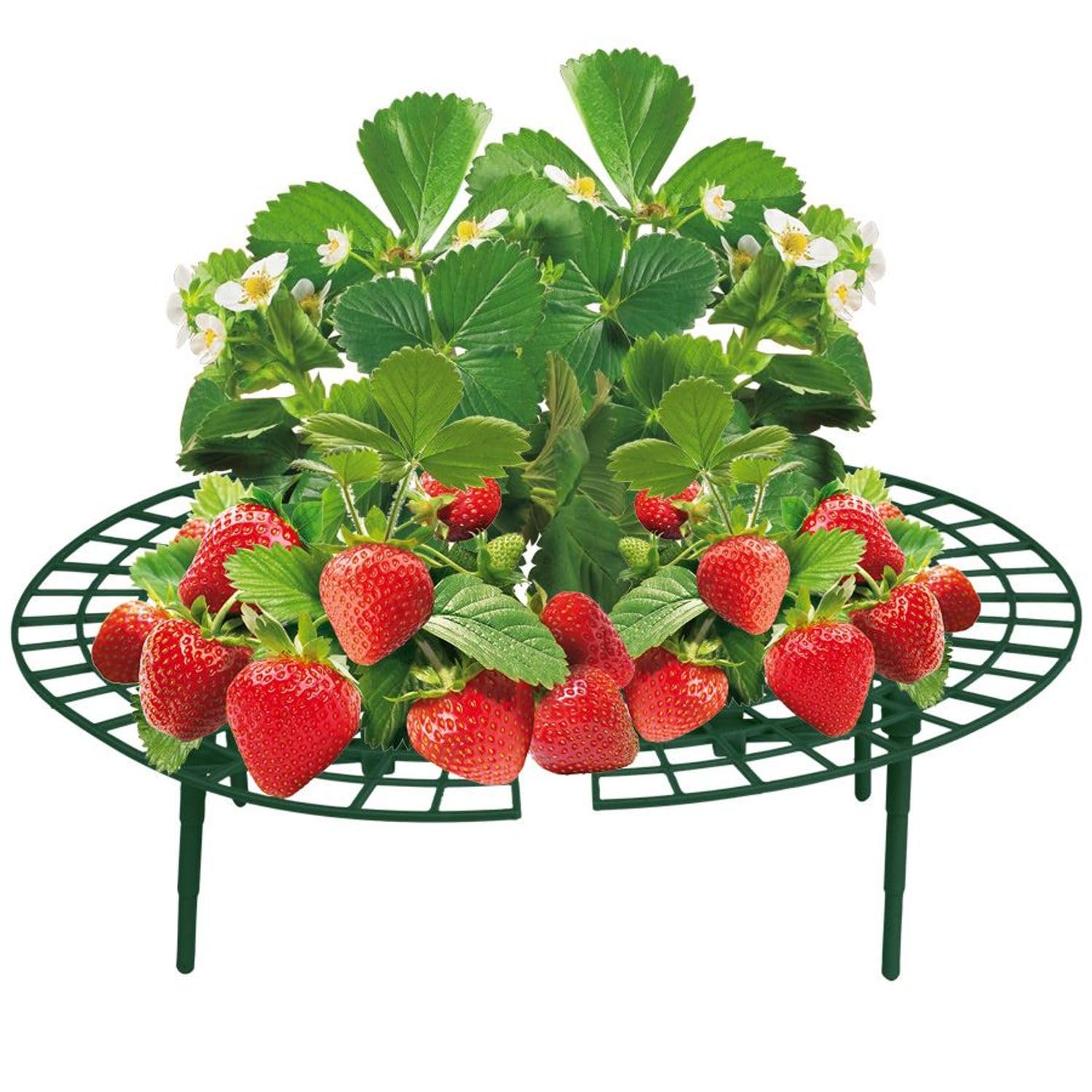 16 Supports Pour Plants De Fraisiers - Plastique Vert Amovible - Éloigne Les Fraises Du Sol, Protège Des Escargots - 9