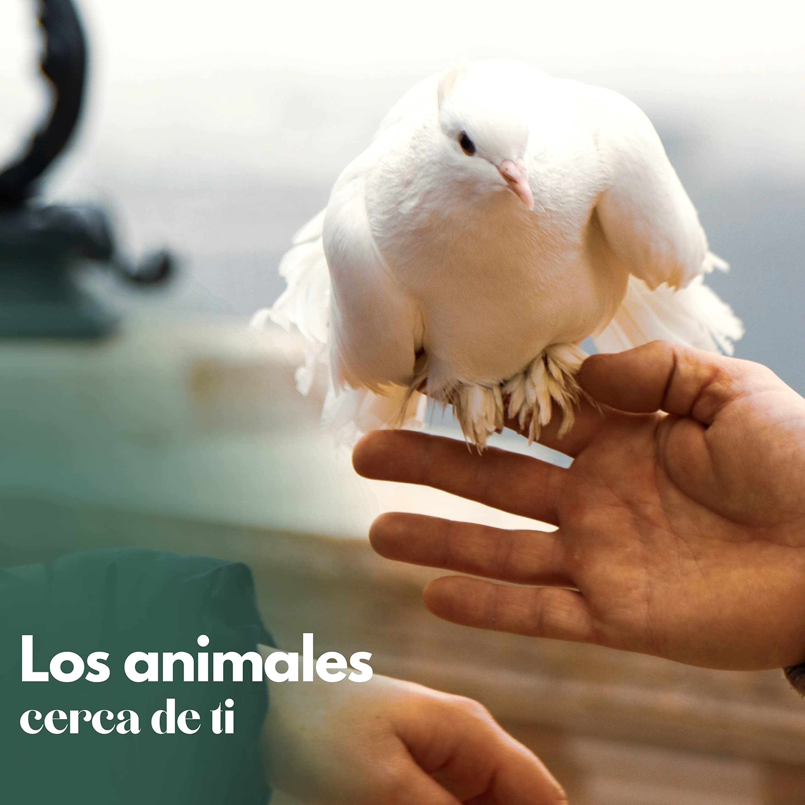 Palomar Ramier - Caseta Exterior para Palomas y Otros pájaros