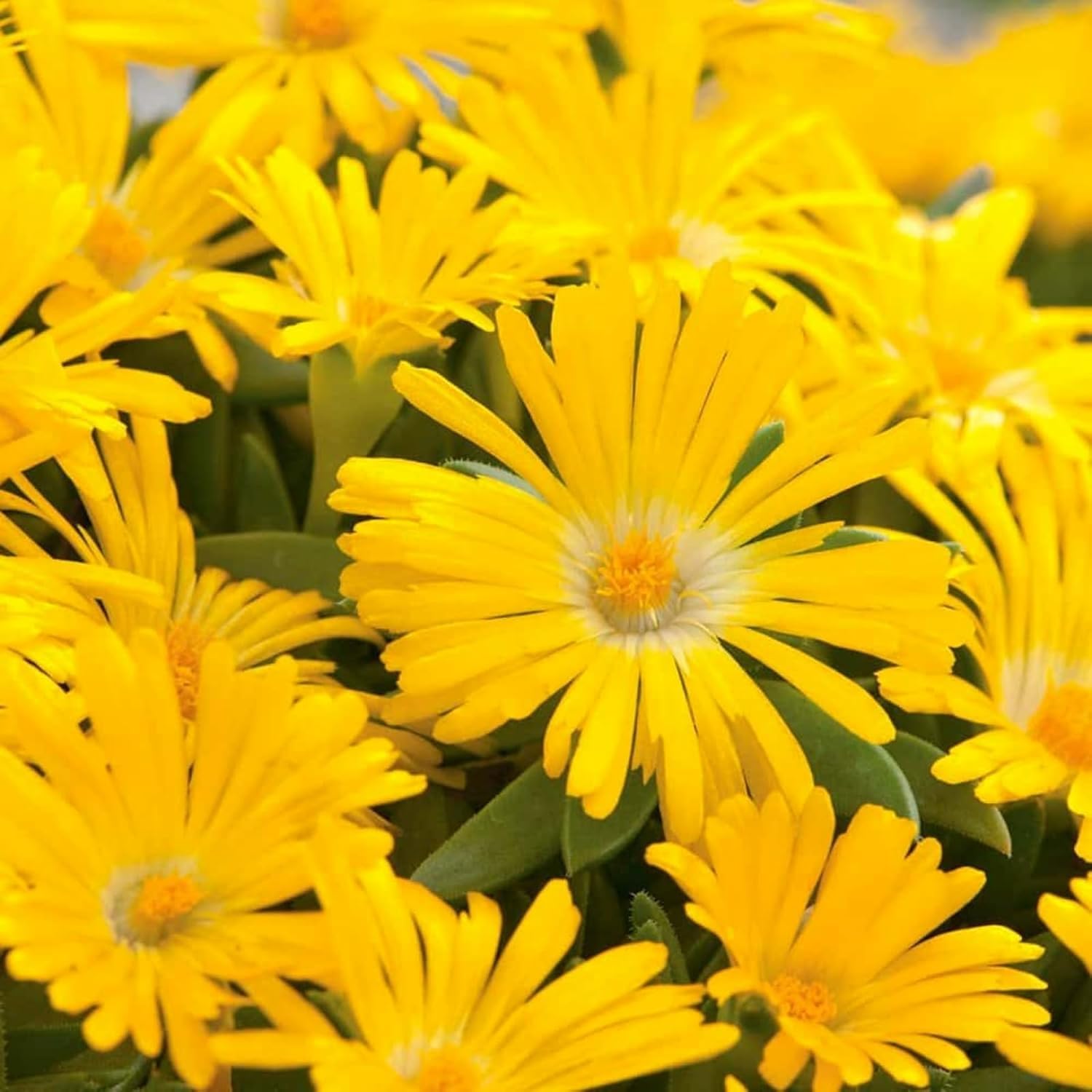 Carbeth Plants Delosperma Congestum in 9cm Pot (2)