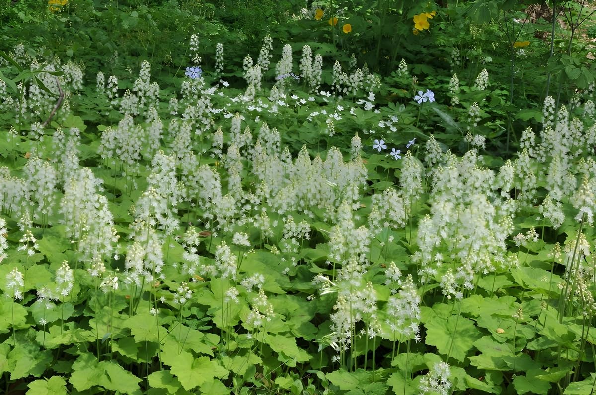 Stauden Gänge 50 x Tiarella cordifolia Schaumblüte winterhart