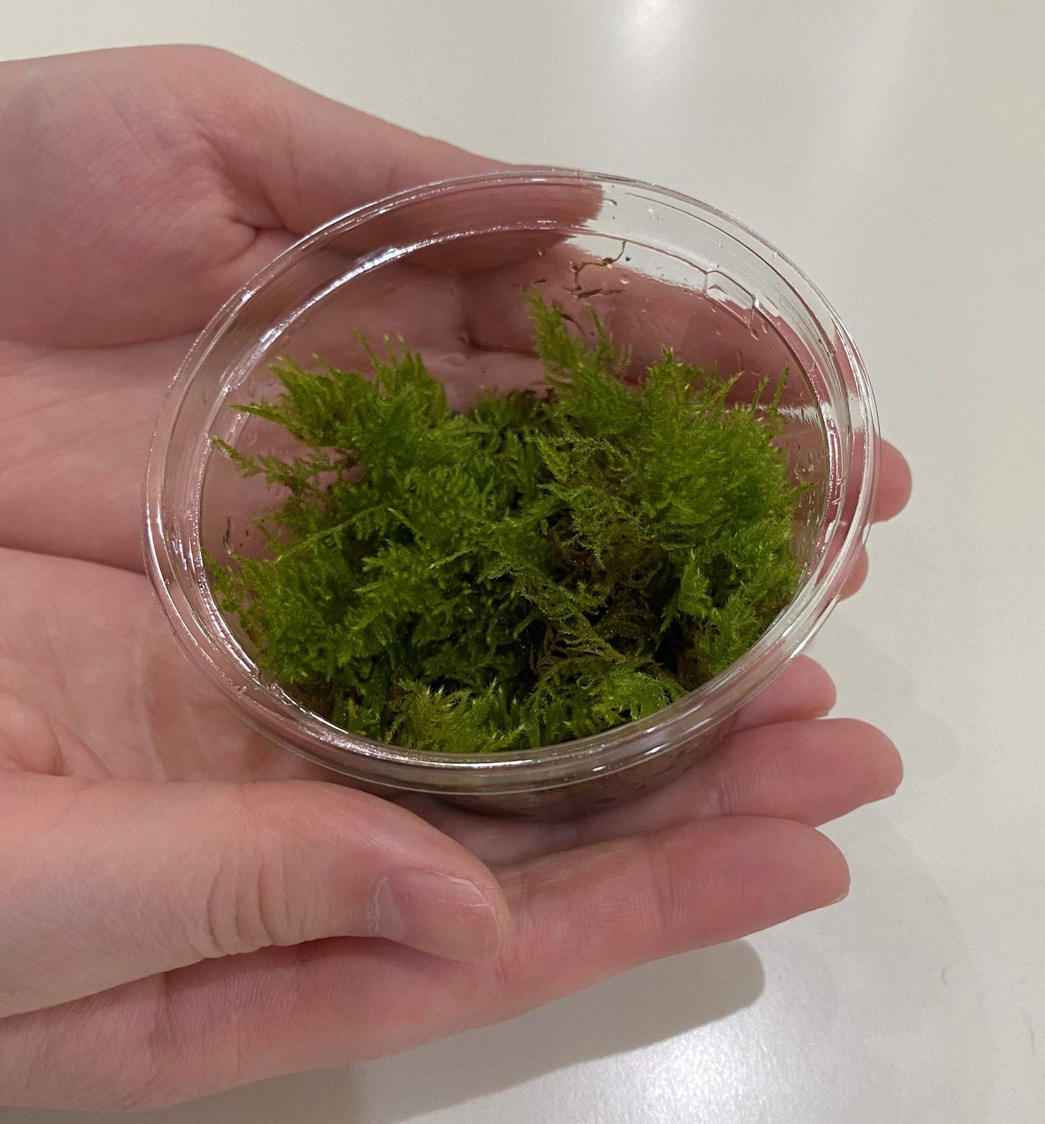 Amazon｜ハイゴケ（這苔）【天然無農薬】1セット｜観葉植物