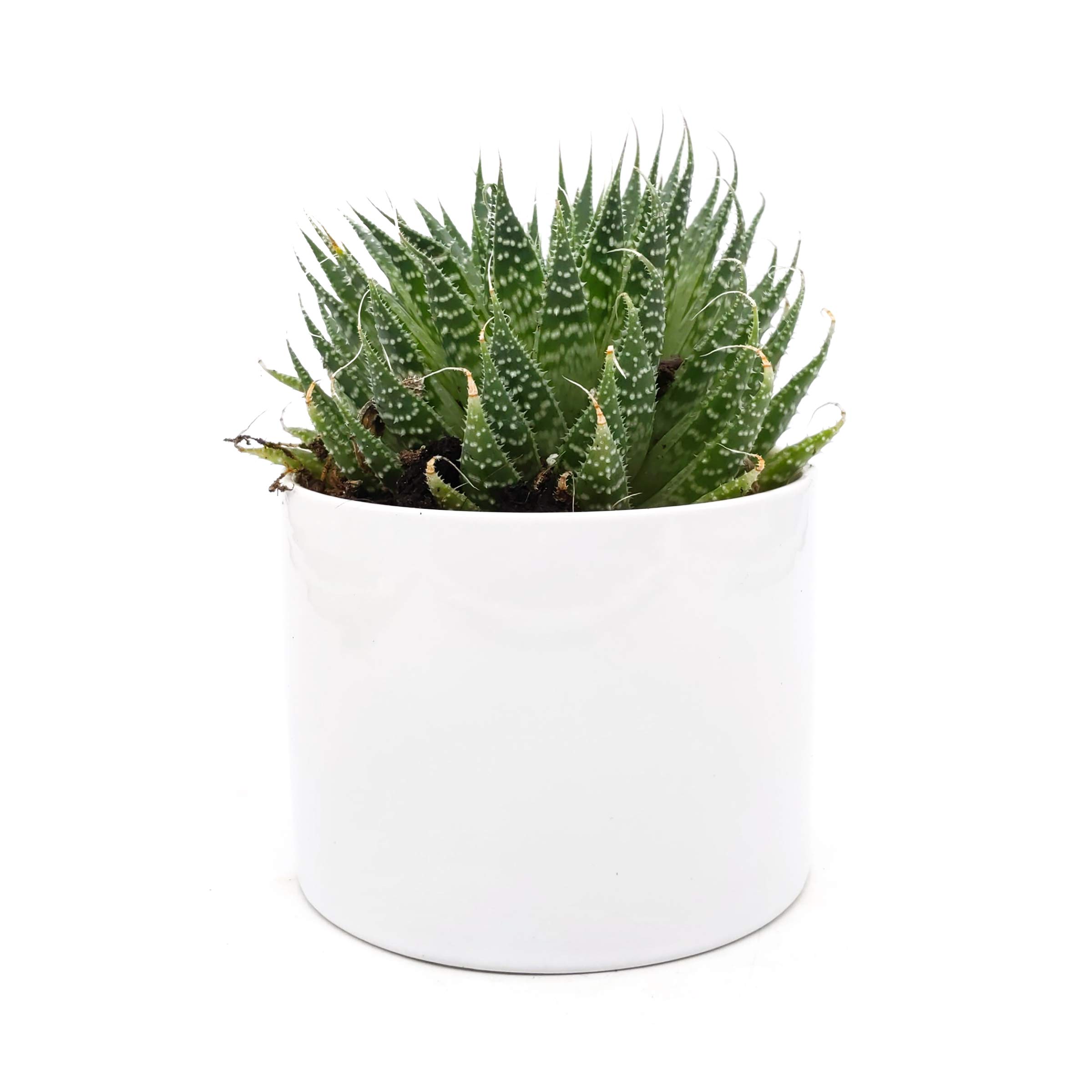 Assorted Succulents in Ceramic 4 Inch, 1 EA | Grocery Pickup & Delivery | Whole  Foods Market