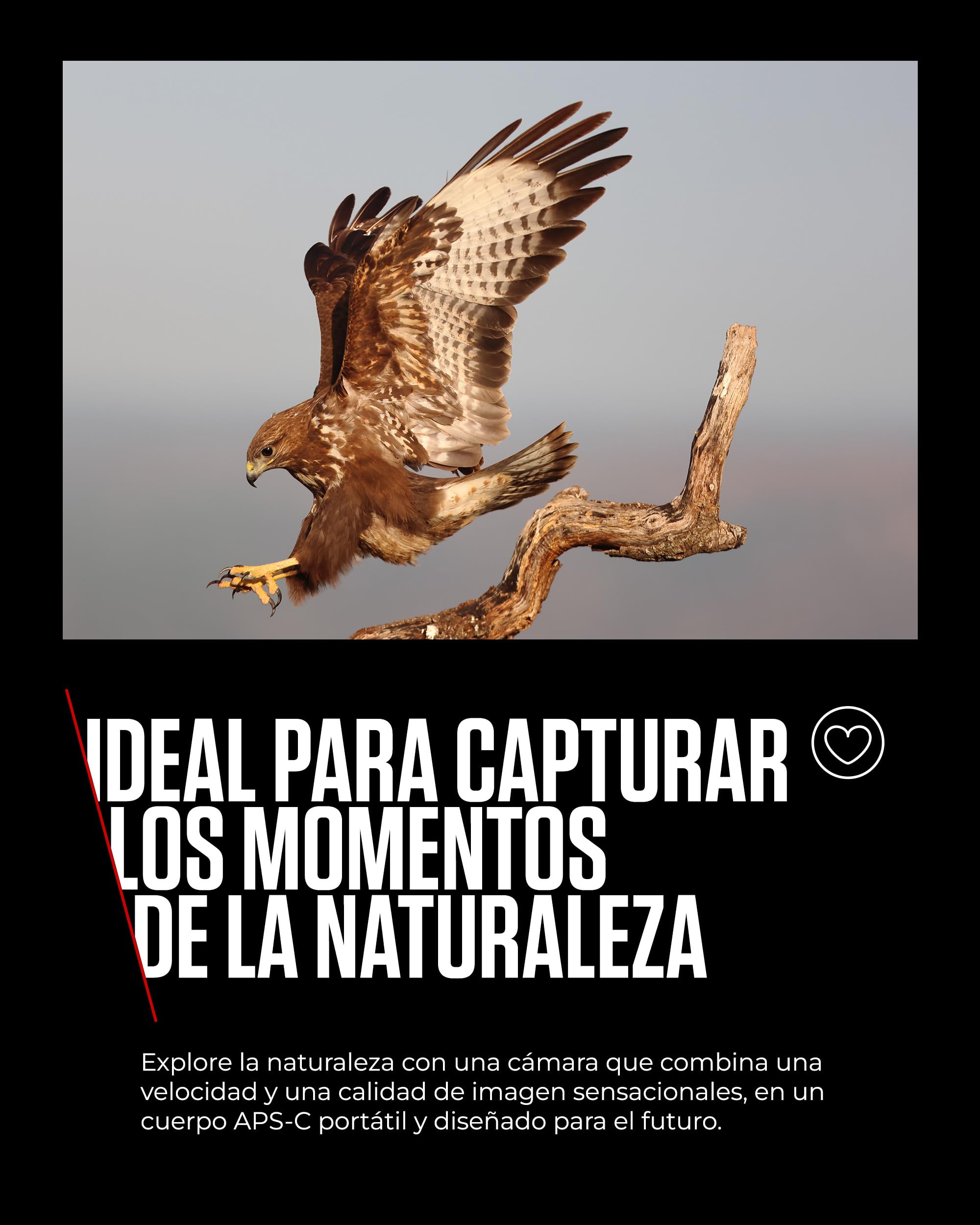 CANON EOS R7 Cámara Mirrorless Body, Cámara EVIL APS-C (32,5 MP) -5 EV, Vídeo 4K 60 fps, Dual Pixel CMOS AF II, Pantalla Táctil de Ángulo Variable, Negro