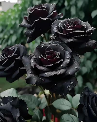 Miniatura 4 de Semillas de rosas negras raras para plantar reliquia sin OMG 200 hermosas semillas de flores para el hogar jardín bonsái