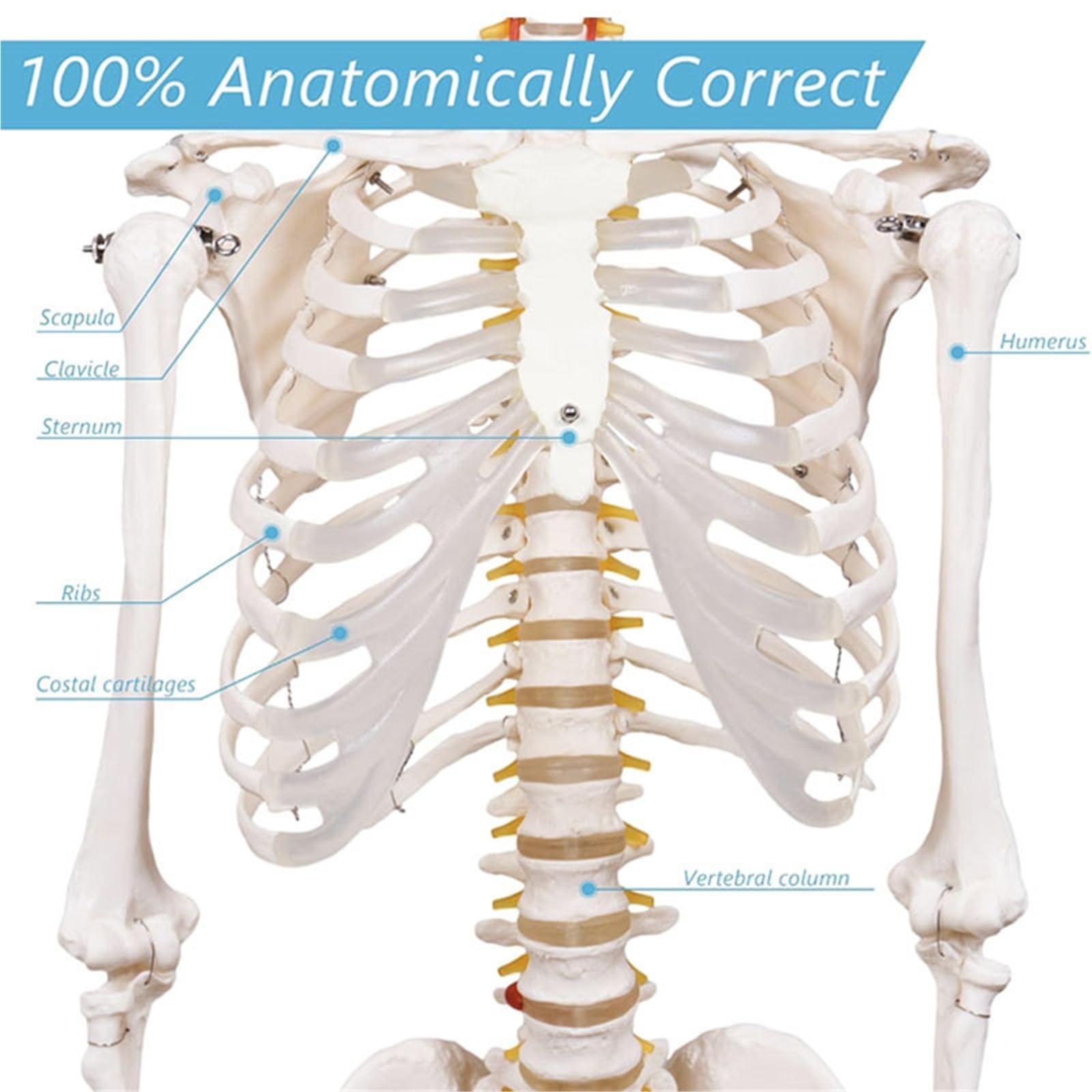 Szkielet człowieka 170cm Model anatomiczny Rozmiar życia Materiał PVC Biała kość Zawiera korzenie nerwowe Układ szkieletowy Nauka medyczna