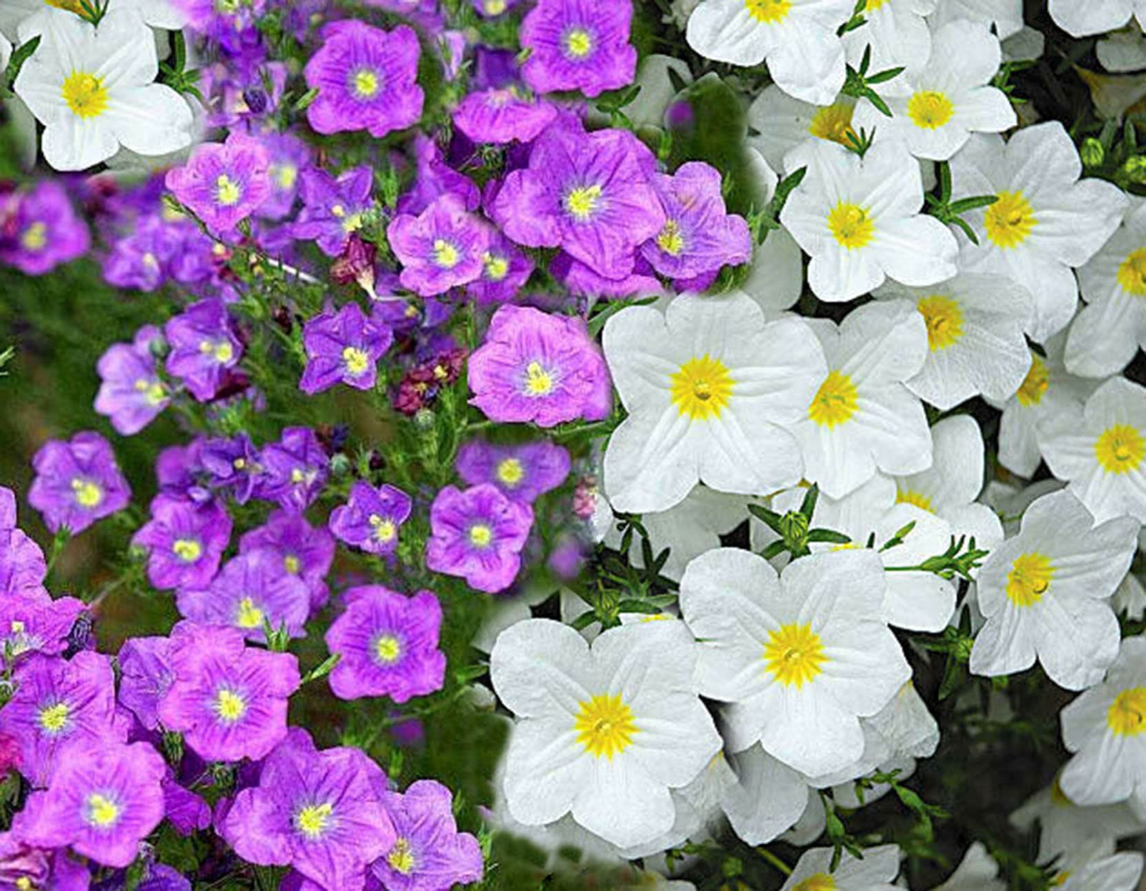 Vsorce4u 650 x Seeds - Cupflower Mixed Seeds - Nierembergia Hippomanica - Hanging Baskets Flower Seed Seeds for Balcony Planting Garden Yard