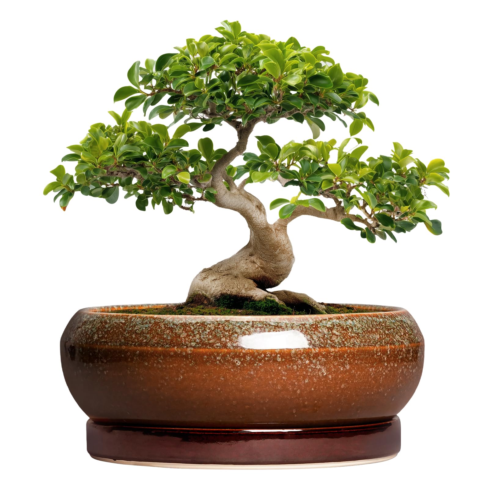 EPFamily Large Ceramic Bonsai Pot 13 Inch