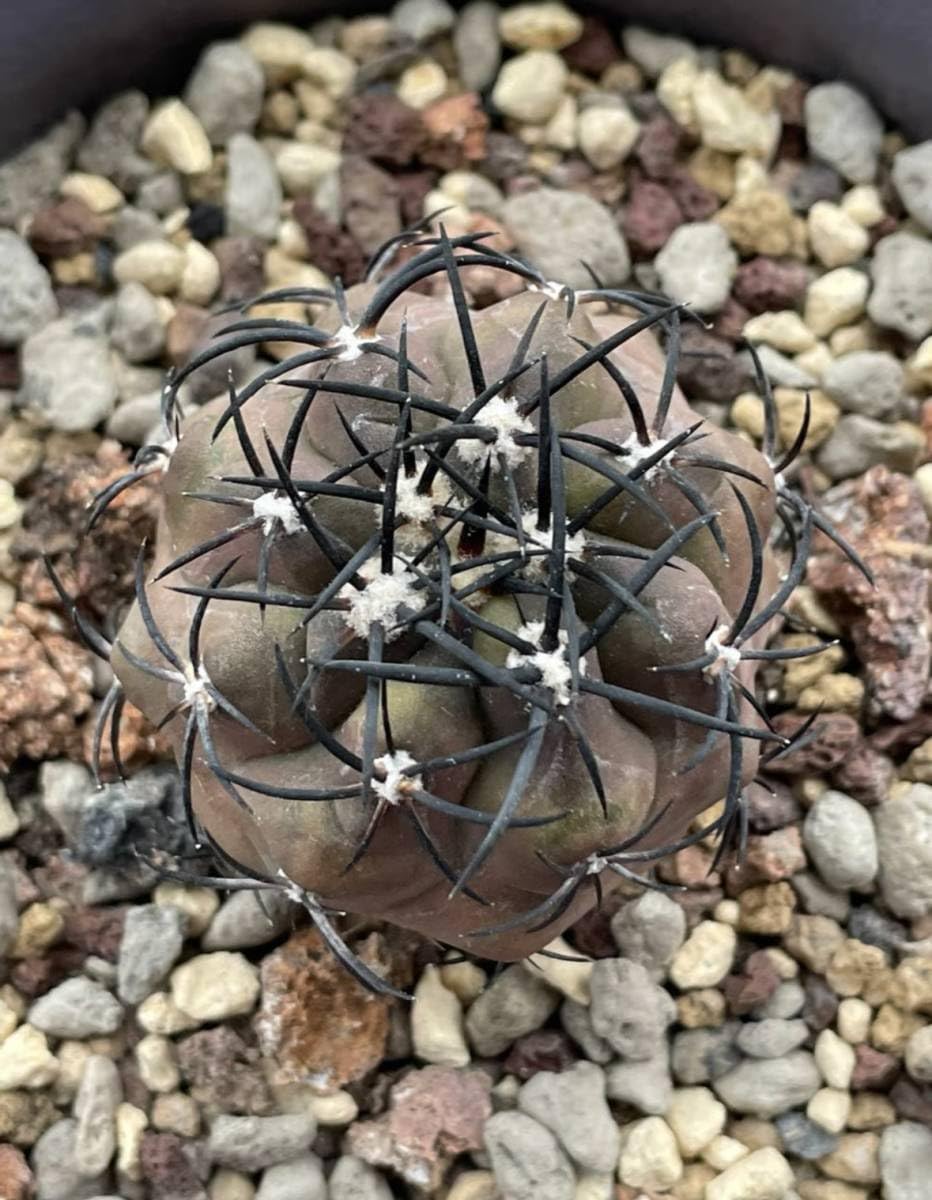 Amazon.co.jp: NO.4コピアポア グリセオビオラセア カキコ 栗星玉 塊根