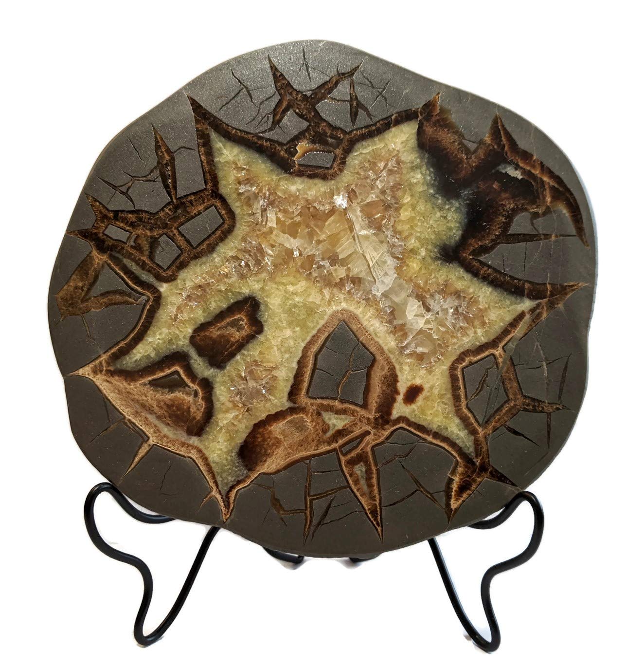 The Geode Mine: Septarian Nodule Slab - Stand and Information Card Included (C: 6.5 to 7 inch)