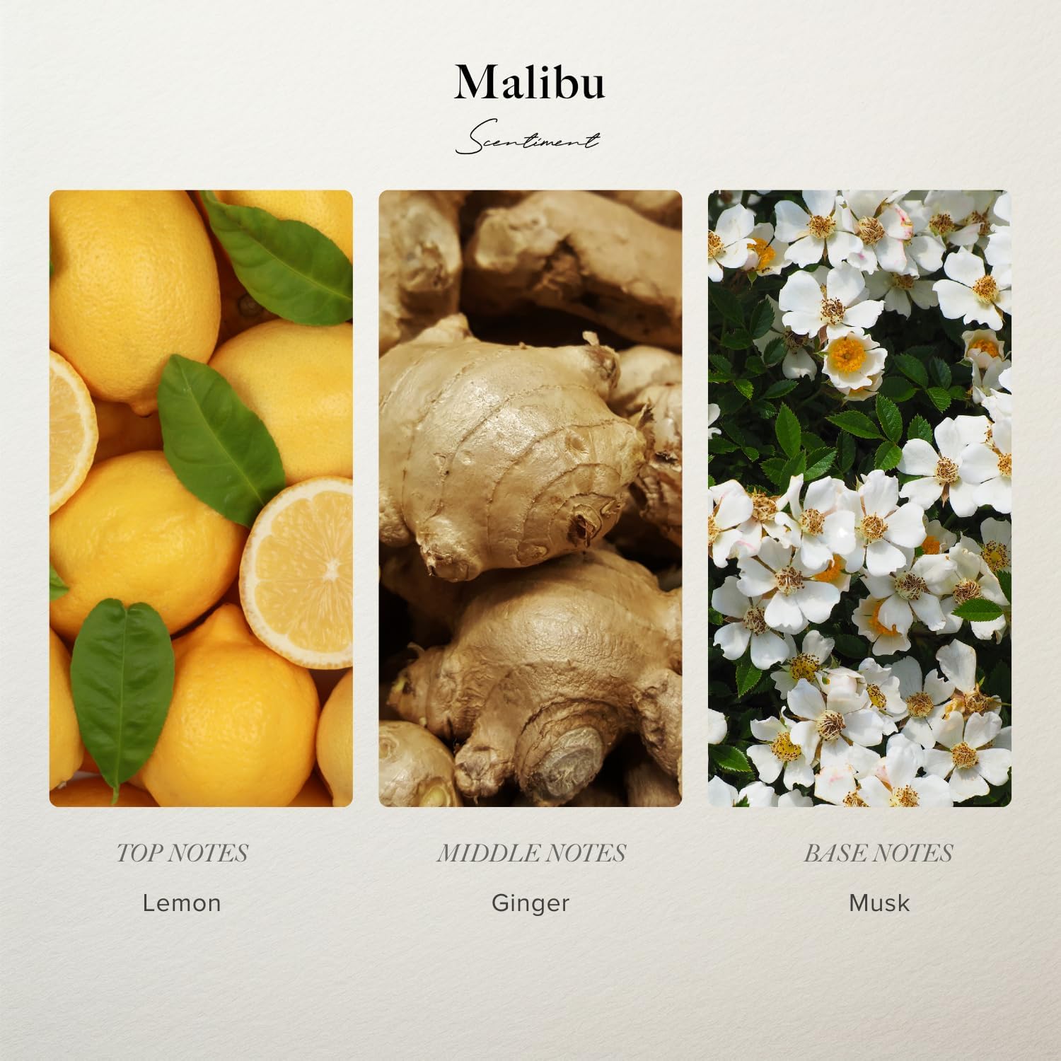 Scentiment Diffuser Oil- Malibu | Aromatherapy Home Fragrance | Inspired by Nobu® Hotel | Luxurious Scent with Notes of Lemon, Ginger, Musk (20 mL) - Image 2