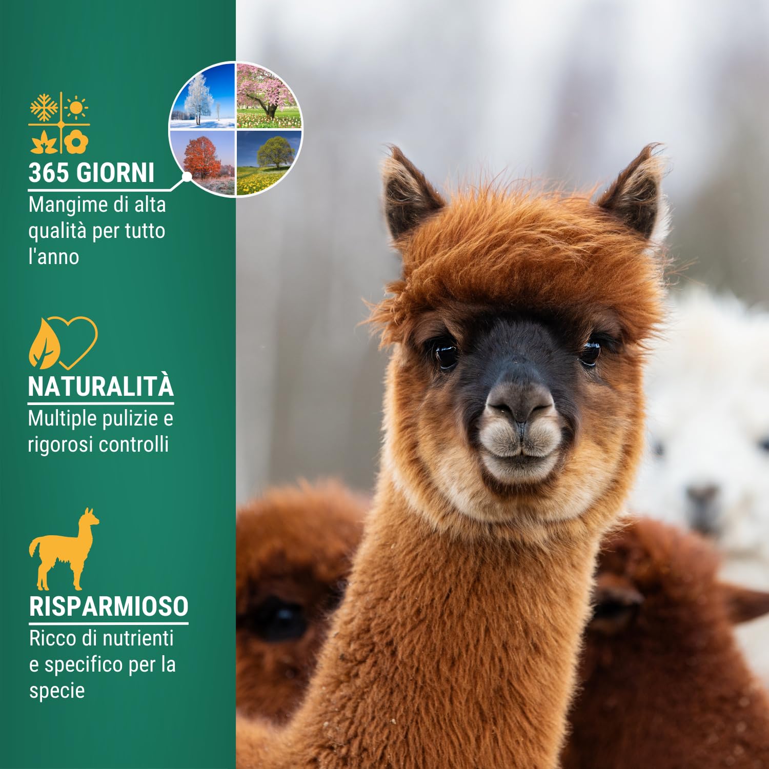 Mangime Per Alpaca Pellets 25 Kg – Leimüller, Qualità Austriaca, Senza OGM, Integratore Ricco Di Vitamine E Minerali