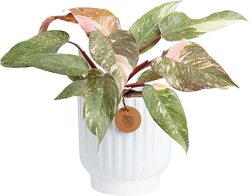 Vista 11 de Costa Farms Monstera, planta de queso suizo viva en maceta de plástico, planta de interior grande, perfecta para decoración del hogar, habitación u