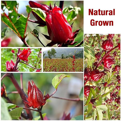 Miniatura 7 de 45 bolsas de té de hibisco, té de flores de hibisco seco, té de rosa mosqueta de hierbas comestible natural (Flor de Jamaica), sin cafeína, sin