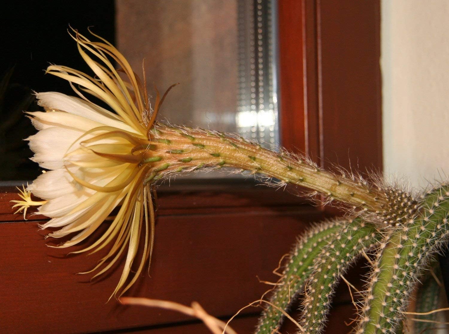Selenicereus validus Cactus Seeds (25 Seeds)