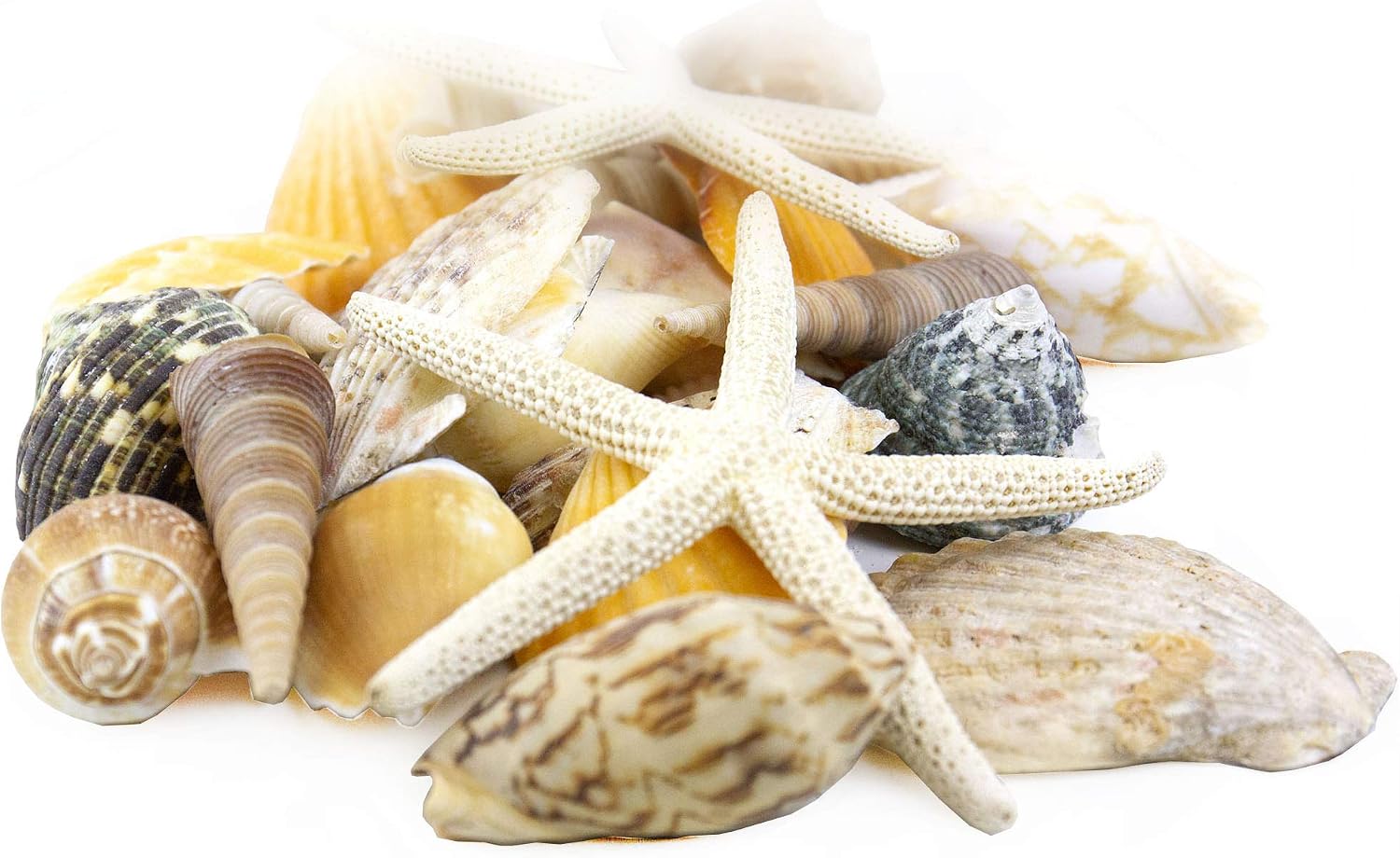 CYS EXCEL Seashell Assorted Mix with Pencil Finger Starfish (Approx. 30 PCS, 2"-3") | Nautical Décor Vase Fillers | Beach Decoration Seashells